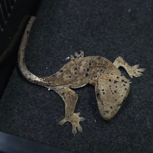 슈퍼달마시안 달마시안