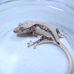 레이지라인534