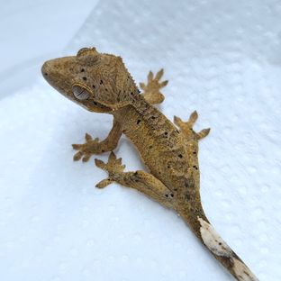 달마시안