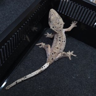 달마시안 슈퍼달마시안