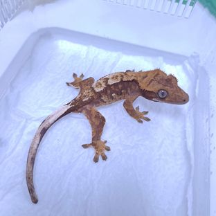 트라이 레이지