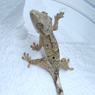 달마시안