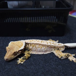 히메