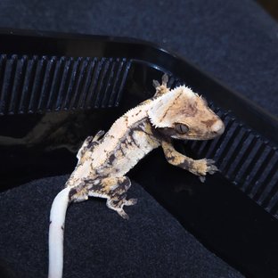 노멀 트라이 드리피