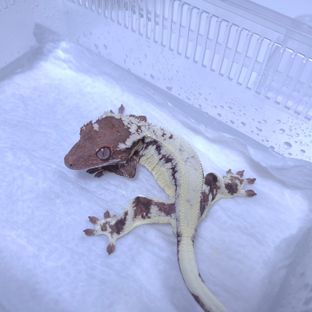 프라푸치노 판다
