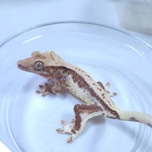 레이지라인 255