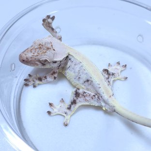 릴리화이트 화이트스팟 솔리드백 레이지