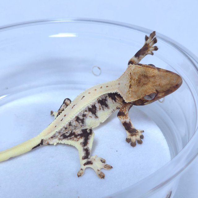 릴리화이트 엑조틱