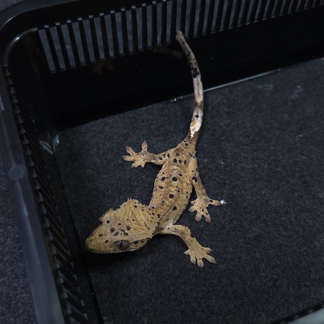 슈퍼달마시안 달마시안