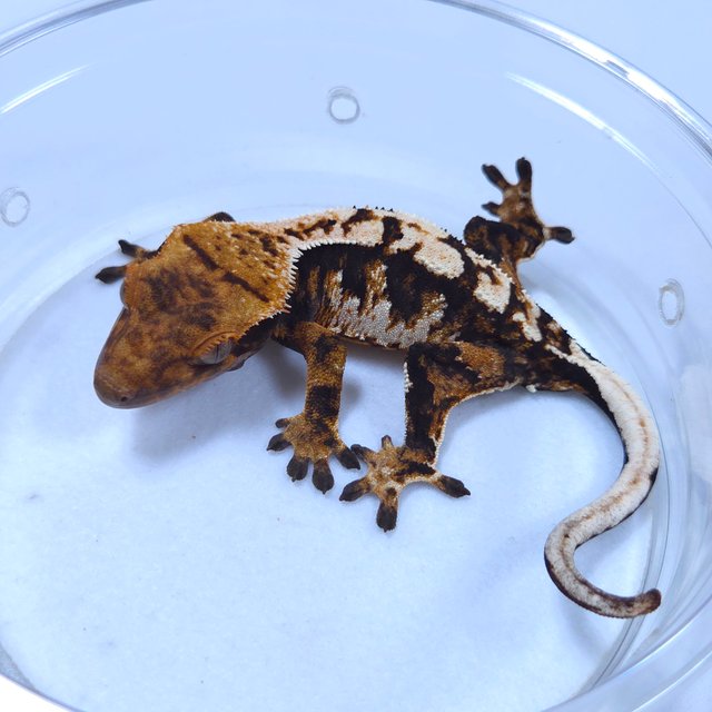 노멀 트라이 텐저린