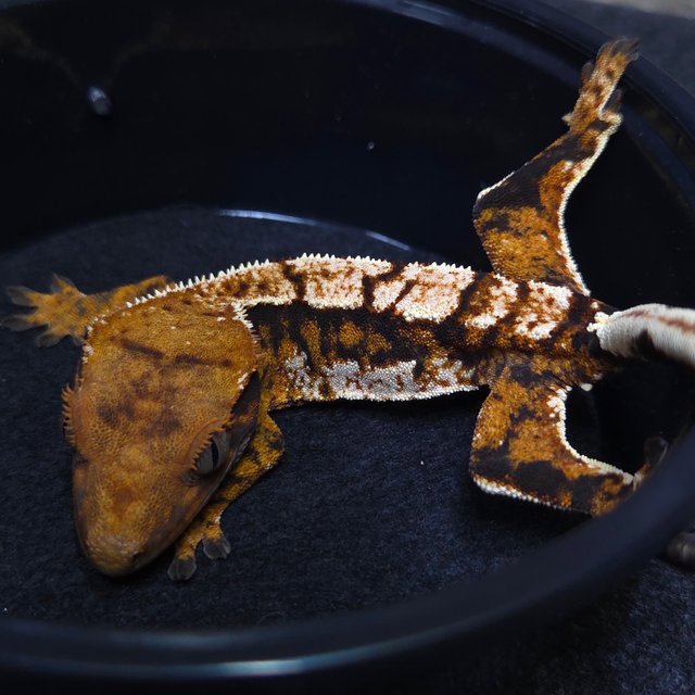 노멀 트라이 텐저린 쿼드