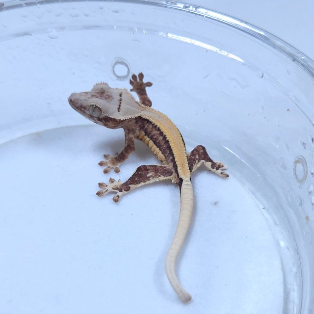 릴리화이트 솔리드백