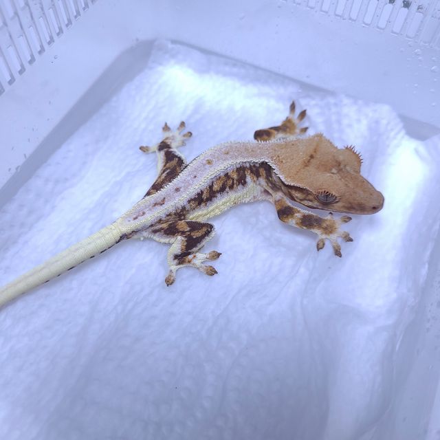릴리화이트 레이지