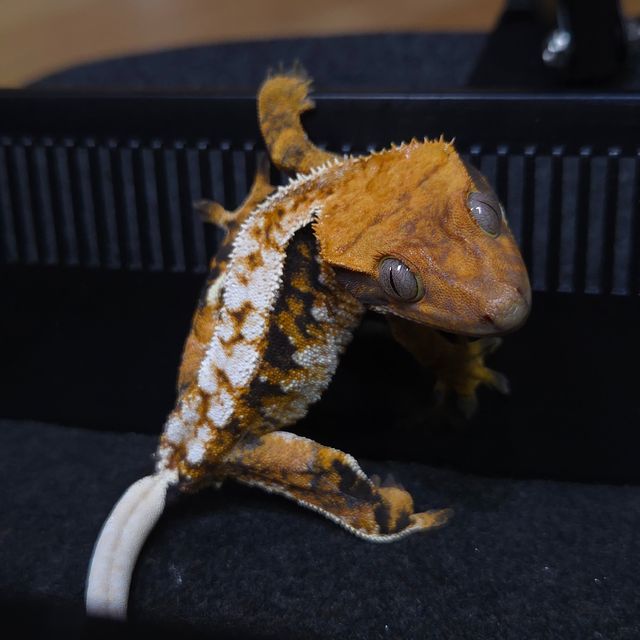 트라이 텐저린 노멀