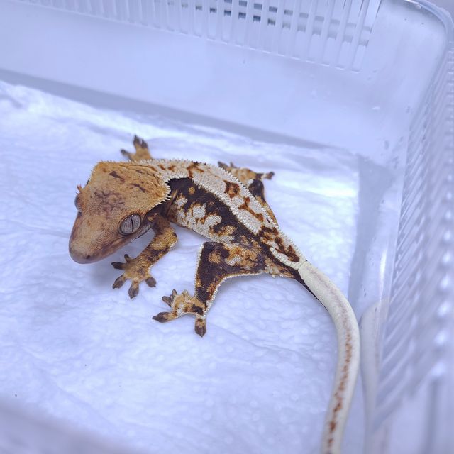 노멀 트라이 레이지