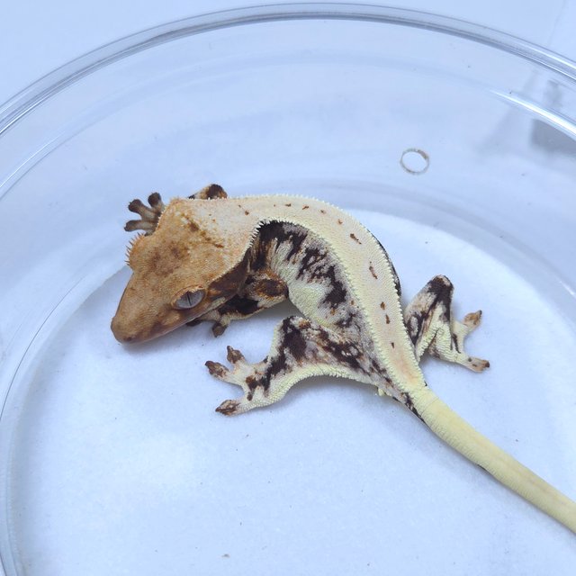 릴리화이트 엑조틱