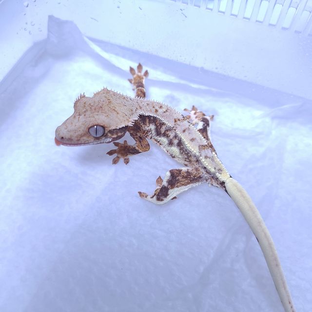 프라푸치노