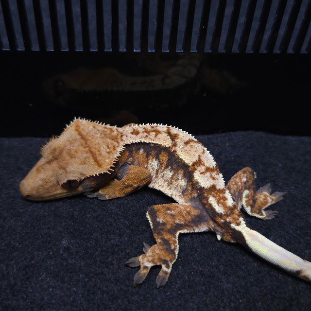 노멀 트라이 텐저린 레이지