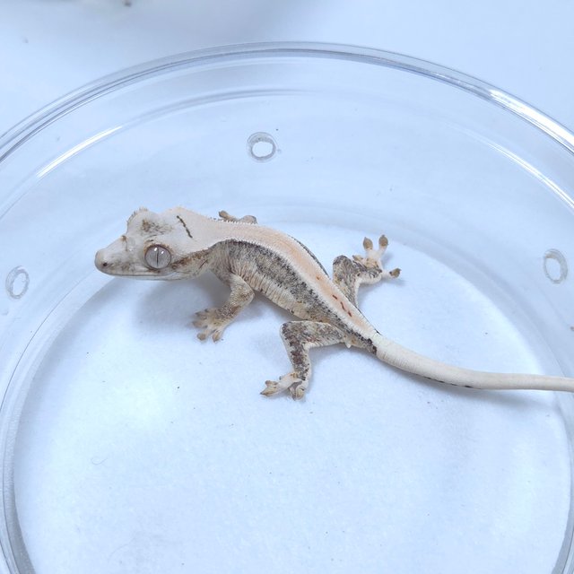 릴리화이트 크림시클