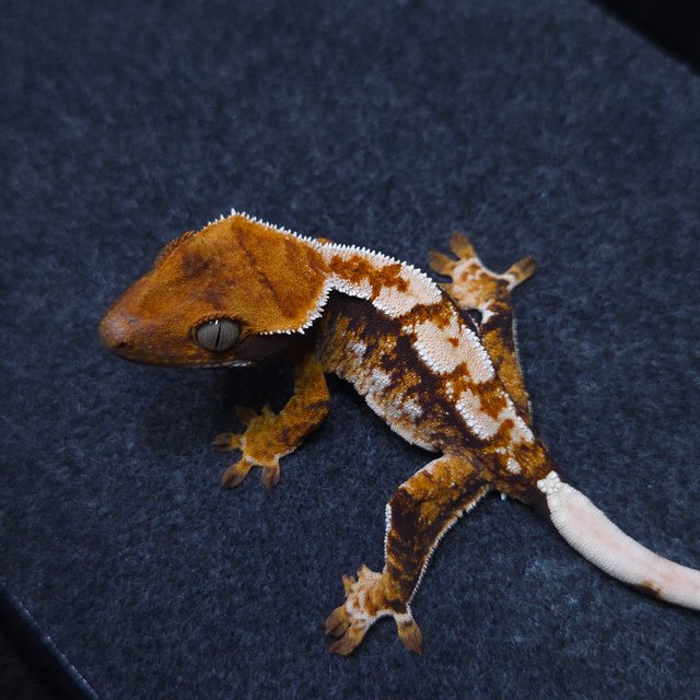 노멀 텐저린 화이트핀