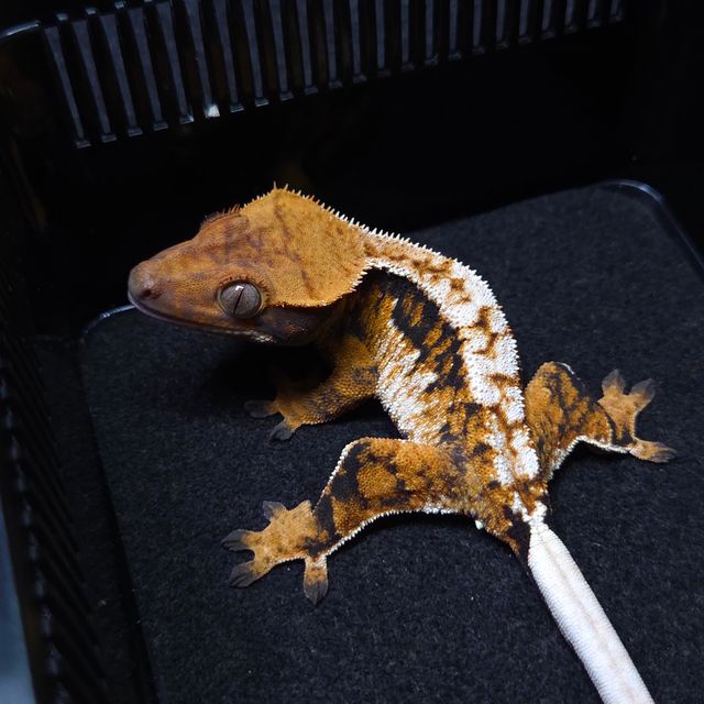 트라이 텐저린 노멀