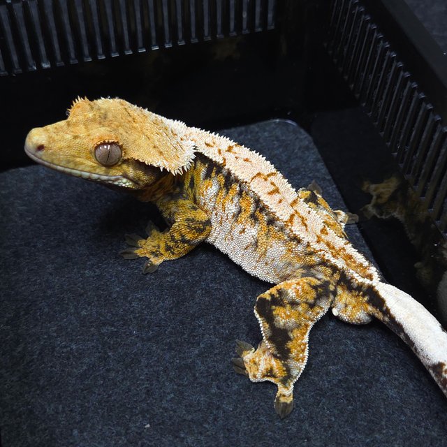 노멀 트라이 텐저린 레이지 드리피