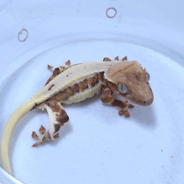 릴리화이트 크림시클