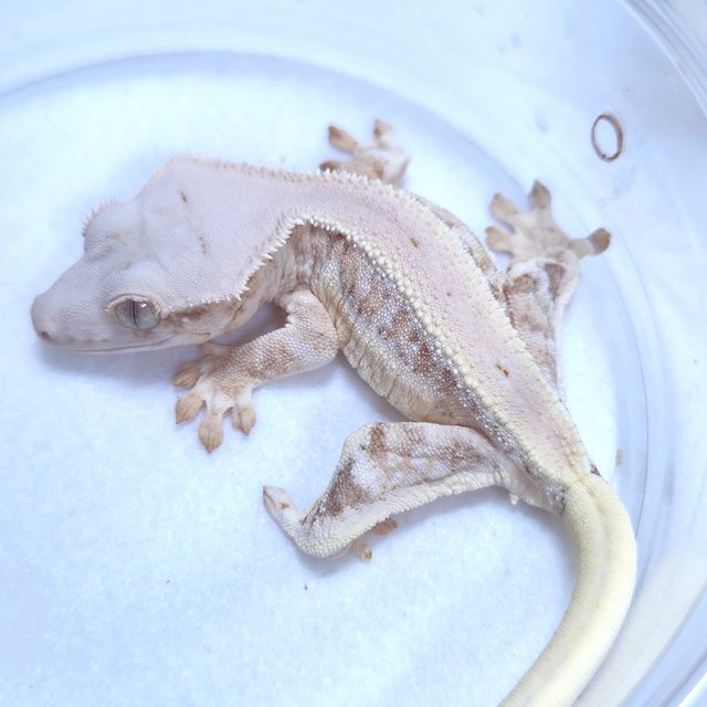 릴리화이트 크림시클