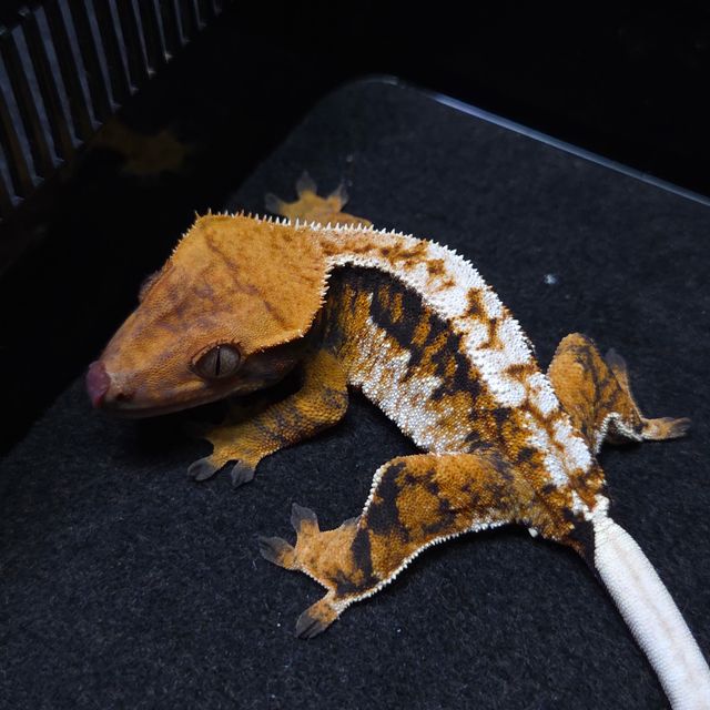 트라이 텐저린 노멀