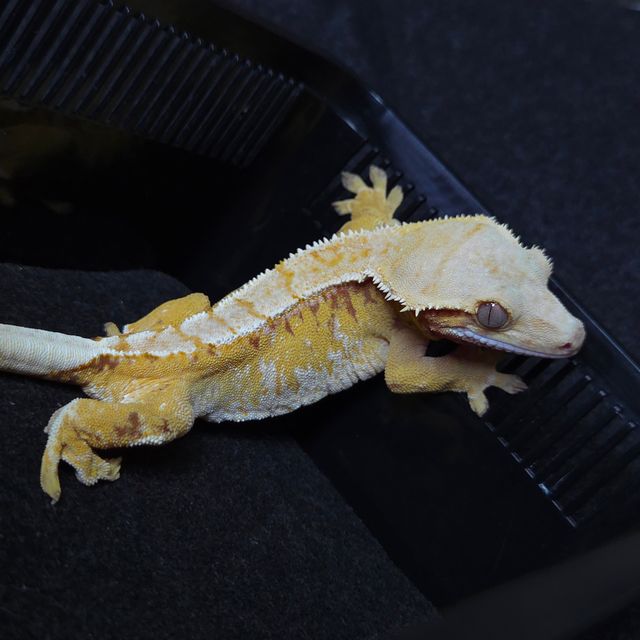 노멀 트라이 드리피