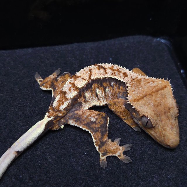 노멀 트라이 텐저린 레이지