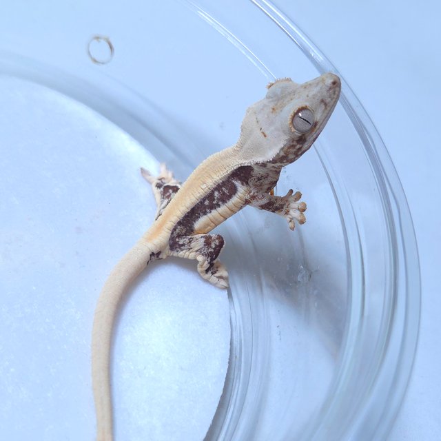 릴리화이트 솔리드백