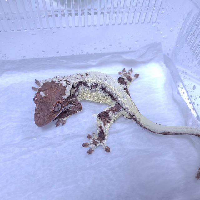프라푸치노 판다