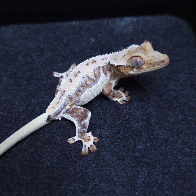 릴리화이트 크림시클