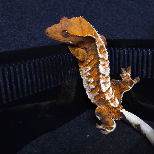 노멀 트라이 익스트림할리퀸 몬코사 바브