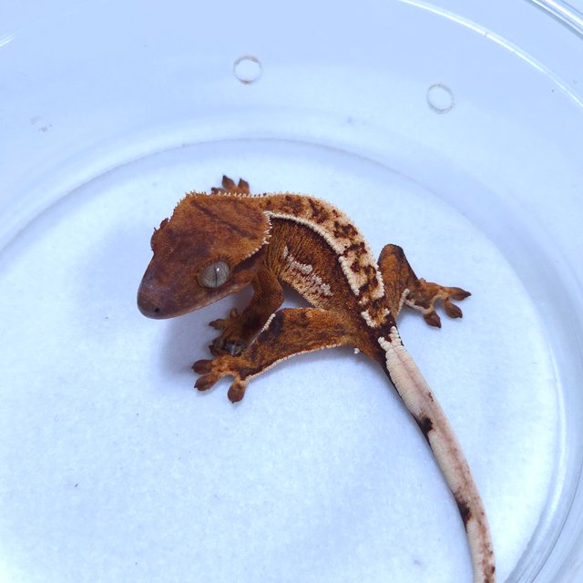 크림시클 텐저린 노멀