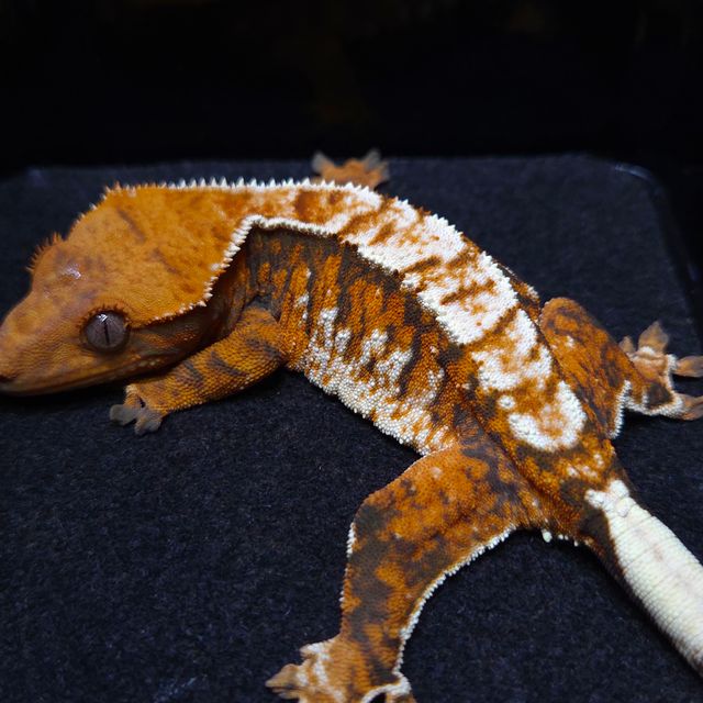 노멀 트라이 익스트림할리퀸 몬코사 바브