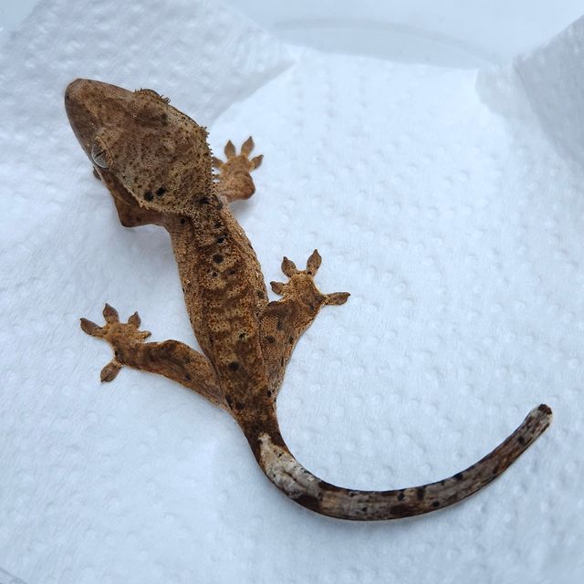 달마시안 슈퍼달마시안