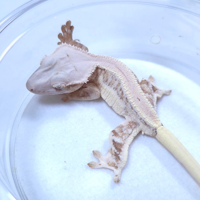 릴리화이트 크림시클