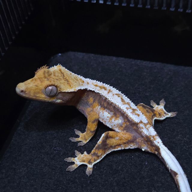 노멀 트라이 드리피 텐저린 레이지