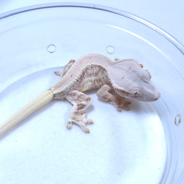 릴리화이트 크림시클