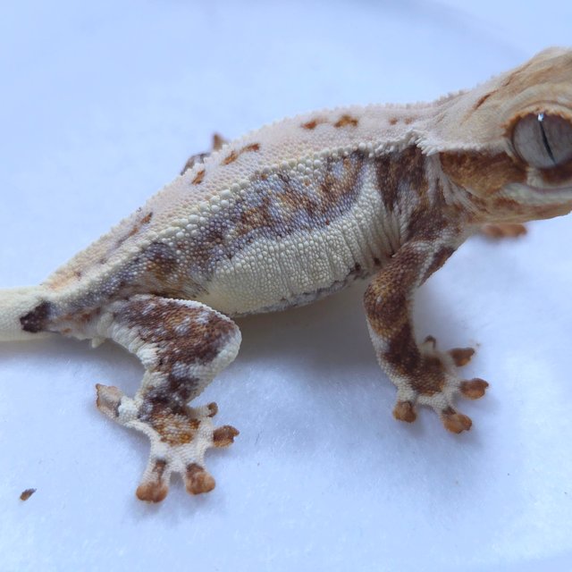 릴리화이트 크림시클