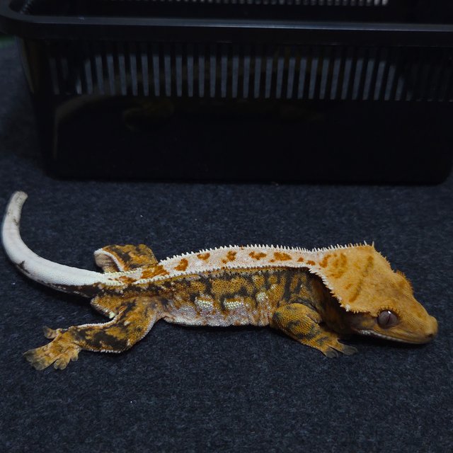 노멀 트라이 드리피 텐저린 레이지