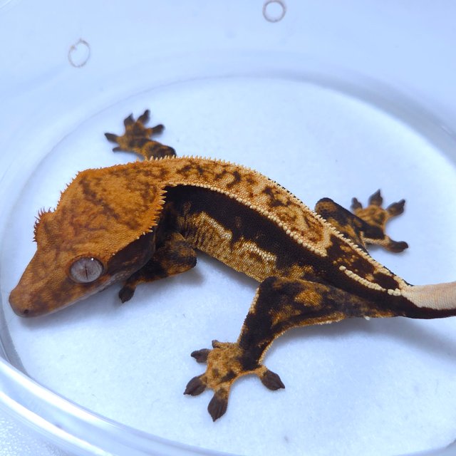 노멀 트라이 쿼드