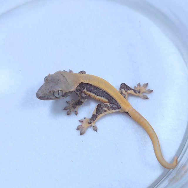 릴리화이트 솔리드백