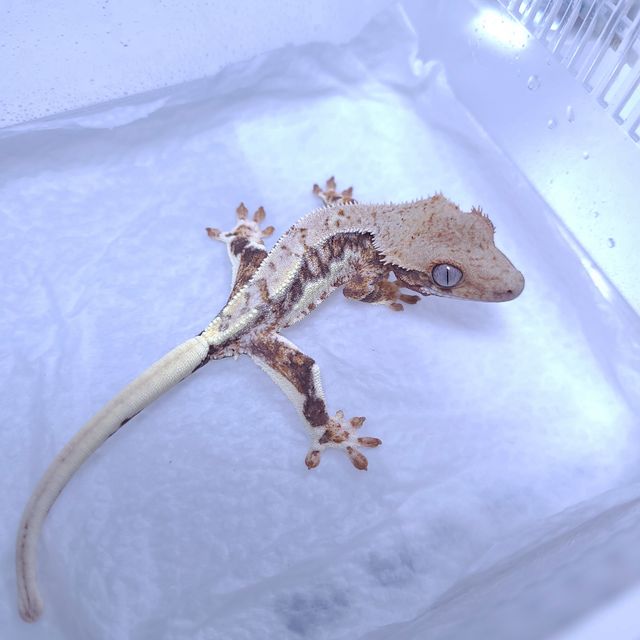 프라푸치노