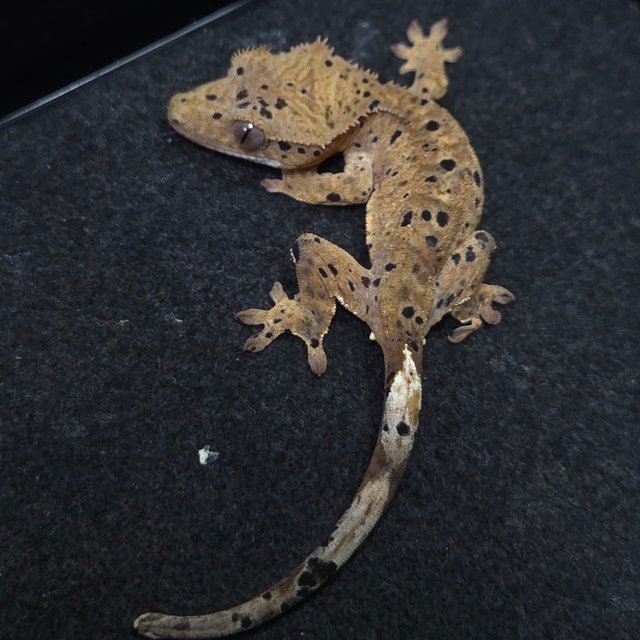 슈퍼달마시안 달마시안