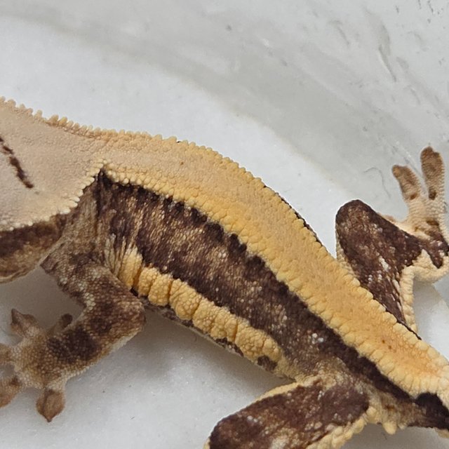 릴리화이트 솔리드백