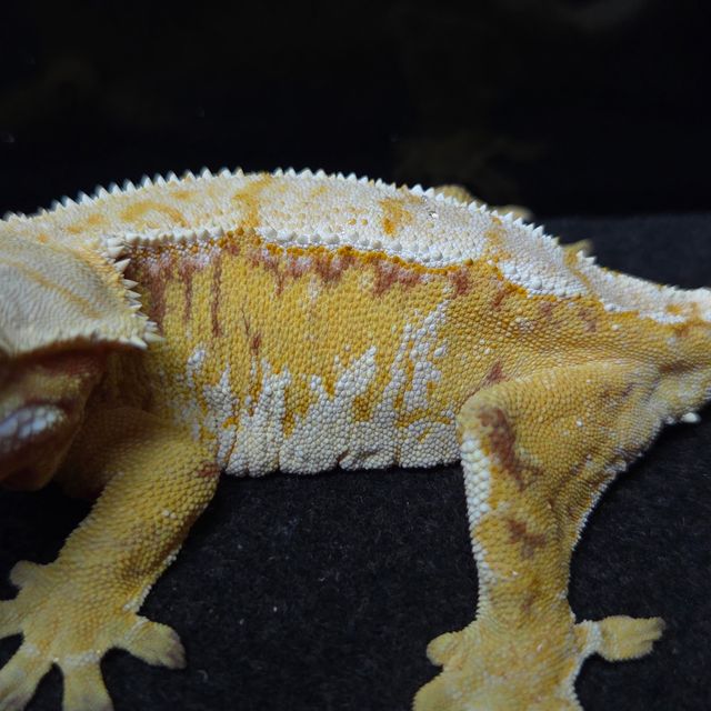 노멀 트라이 드리피