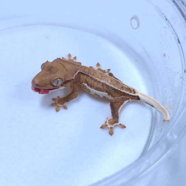 릴리화이트 크림시클 팬텀